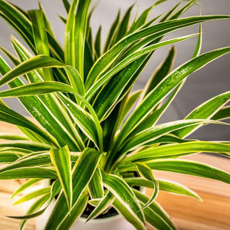 Buy Spider Plants Online - Chlorophytum comosum