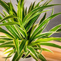 Close up of Spider Plant for sale at Garden Goods Direct