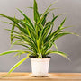 Spider Plant beautful bands of white and green on slender hanging foliage