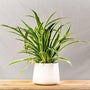spider plant in white pot