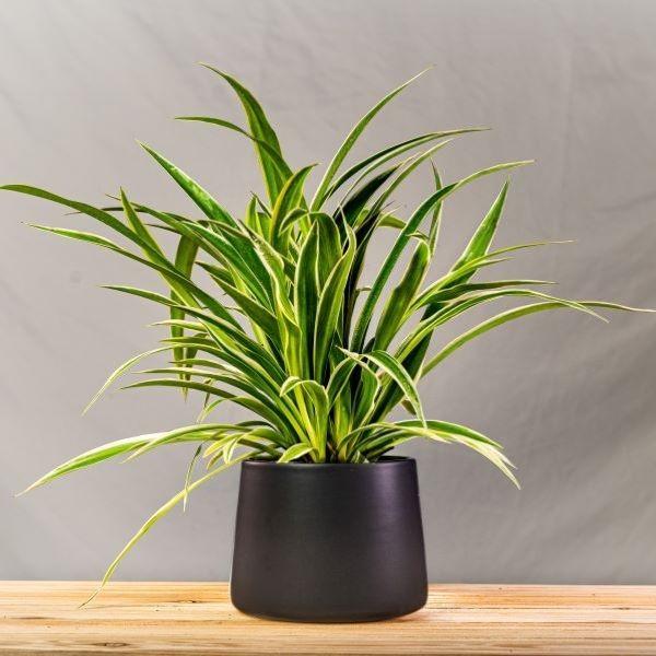 Spider Plant