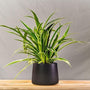 Spider Plant in matte black pot