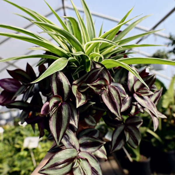 variegated purple spider plant Spider Plant & Wandering Jew Combination