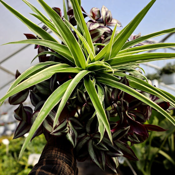 Easy to Care for Spider Plant and Wandering Jew Plant