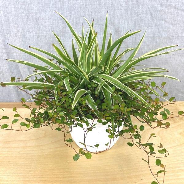 spider plant similar Spider Plant Wire Vine Combo Pot
