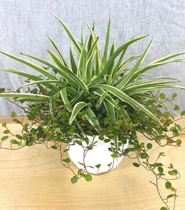 Spider Plant Wire Vine Combo Pot