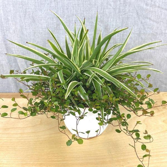 wire vine and spider plant combo