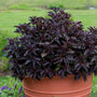 A potted ornamental plant with deep burgundy-purple leaves in a terracotta-colored plastic pot, surrounded by green foliage and small purple flowers in a garden setting.
