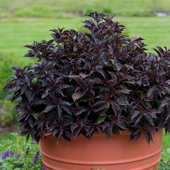 A potted ornamental plant with deep burgundy-purple leaves in a terracotta-colored plastic pot, surrounded by green foliage and small purple flowers in a garden setting.