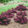 Vibrant pink flowering shrubs with dark purple foliage planted in a mulched garden bed next to a green lawn.