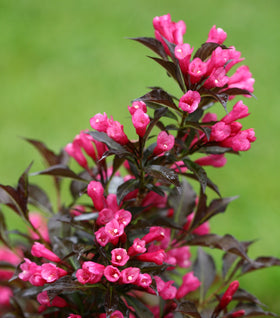 Spilled Wine® Weigela
