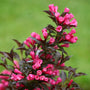 A close-up of a flowering shrub with bright pink blossoms and dark burgundy leaves against a soft green blurred background.