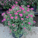 Neon Flash Spirea Shrub in a nursery pot with pink blooms and green leaves