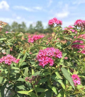Spirea Neon Flash