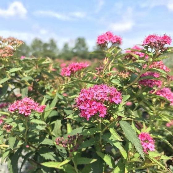 Neon Flash Spirea Shrubs in full bloom with bright pink flowers and green leaves