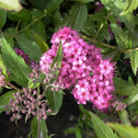 Neon Flash Spirea shrub in bloom with pink flowers purple buds and green leaves