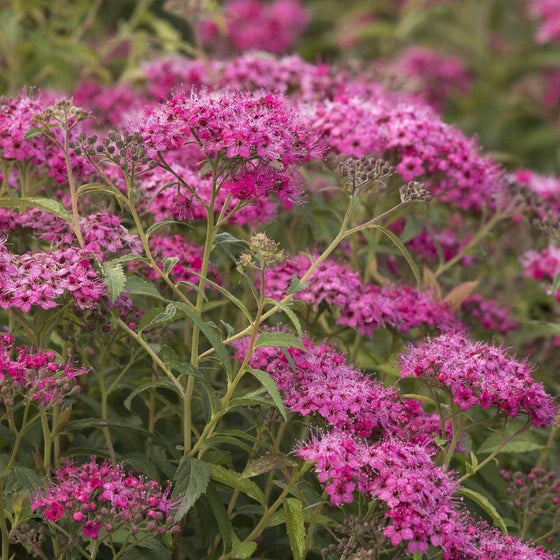 Neon Flash Spirea Shrubs in full bloom with bright pink flowers and green foliage 