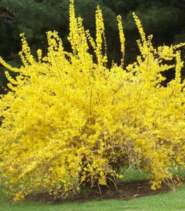 Spring Glory Forsythia