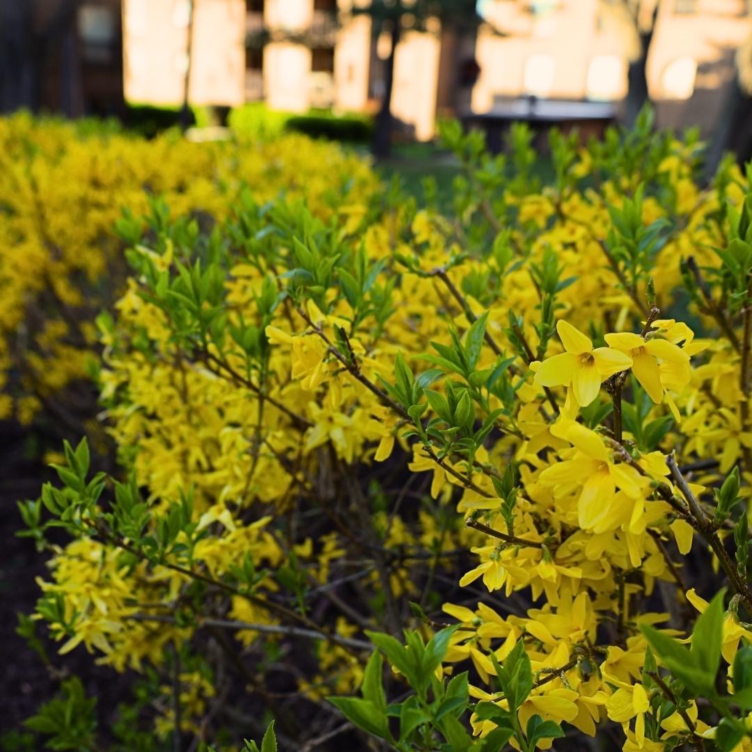 Forsythia Spring Spring Glory Forsythia for Sale | Fast Growing Yellow Spring Hedge