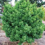 Spring Grove Dwarf Ginkgo Tree with compact upright form and bright green fan-shaped leaves in a small garden