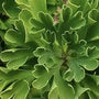Ginkgo biloba Spring Grove with fan-shaped chartreuse leaves on compact branches