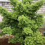 Spring Grove Dwarf Ginkgo Tree