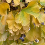 Dwarf maidenhair tree with compact pyramidal form and golden fall foliage