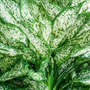Close-up of Spring Snow Chinese Evergreen leaves showing glossy texture with creamy white speckling across rich green foliage