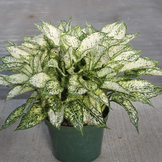 Spring Snow Chinese Evergreen in a 6-Inch pot