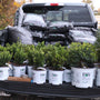 Sprinter® Boxwood