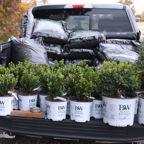 Sprinter® Boxwood