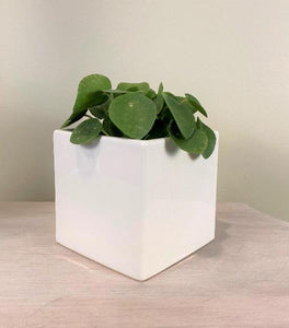 Square Ceramic Plant Pot