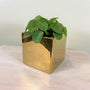 ceramic plant pot square with metallic gold finish