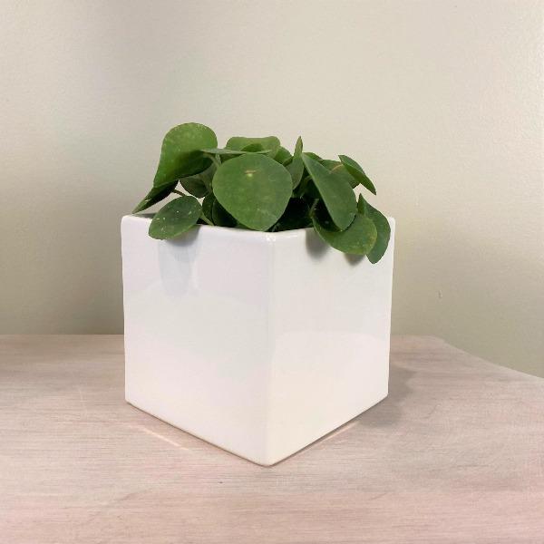 square ceramic indoor plant pots Square Ceramic Plant Pot