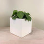 glossy white ceramic square planter