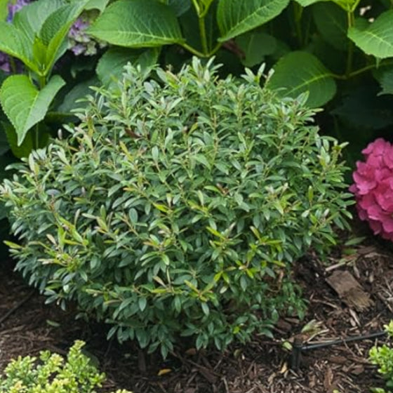 close up of squeeze box inkberry holly male pollinator option for female inkberries