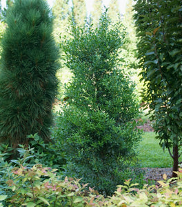 Squeeze Box® Inkberry Holly