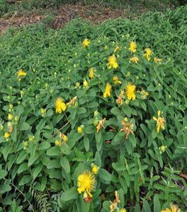 St. John's Wort Plant