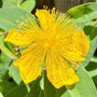 St. Johns Wort Flower brilliant Yellow