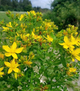 St. John's Wort