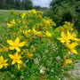 yellow flowers and bright green foliage of hypercium calycinum