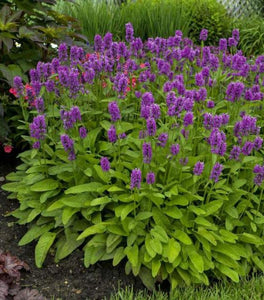 Stachys Hummelo