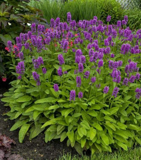 Stachys Hummelo