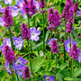 Beautiful Stachys Hummelo Flowers mixed with Perennial Geraniums
