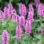 Stachys Hummelo Pink Flowers