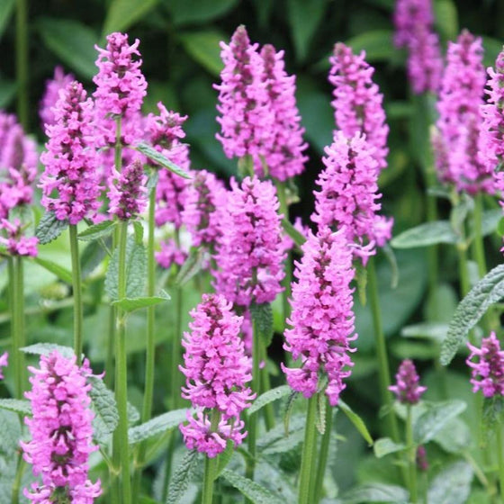 Stachys Hummelo Pink Flowers