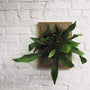 Staghorn Fern on wooden wall