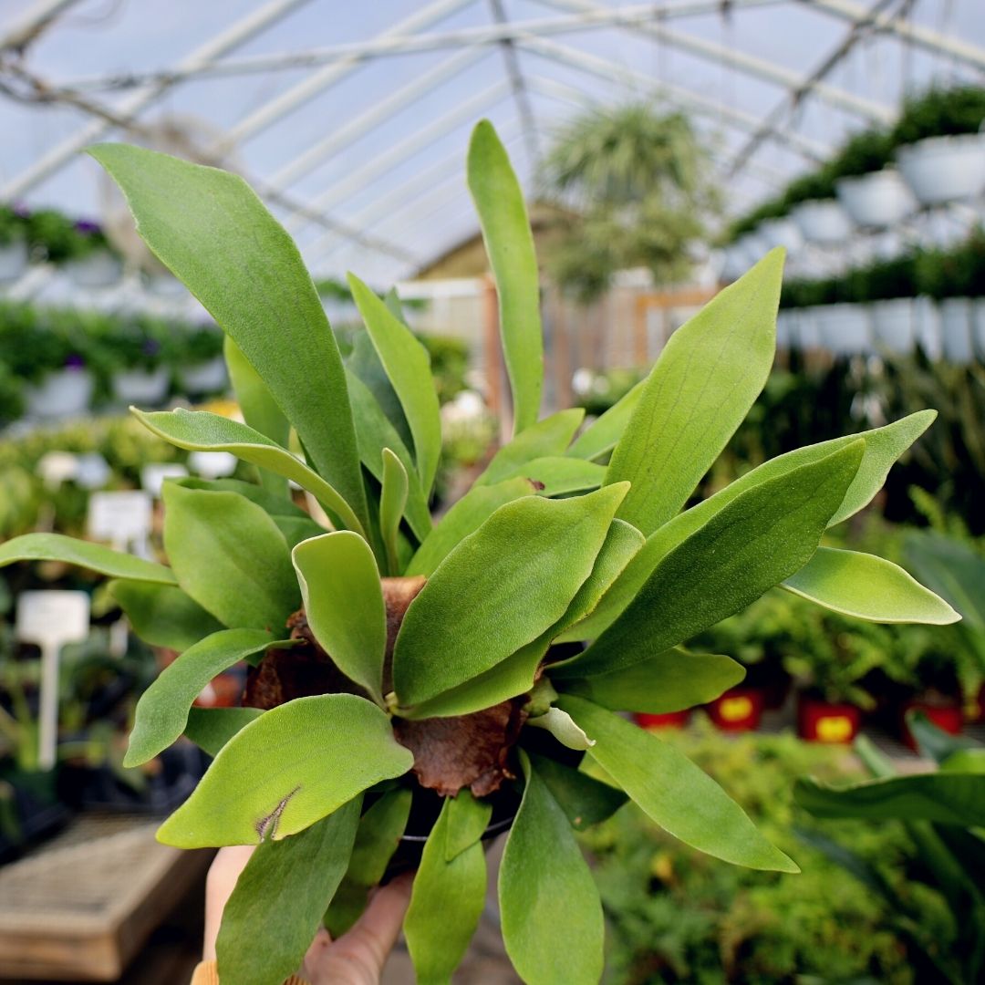 staghorn farn Staghorn Fern for Sale