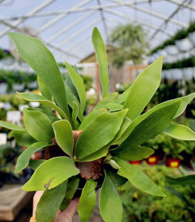 Staghorn Fern