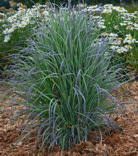 Standing Ovation Little Bluestem